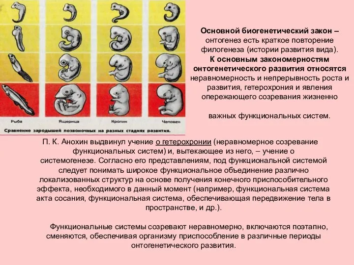 Основной биогенетический закон – онтогенез есть краткое повторение филогенеза (истории развития