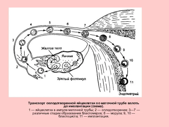 Транспорт оплодотворенной яйцеклетки по маточной трубе вплоть до имплантации (схема). 1