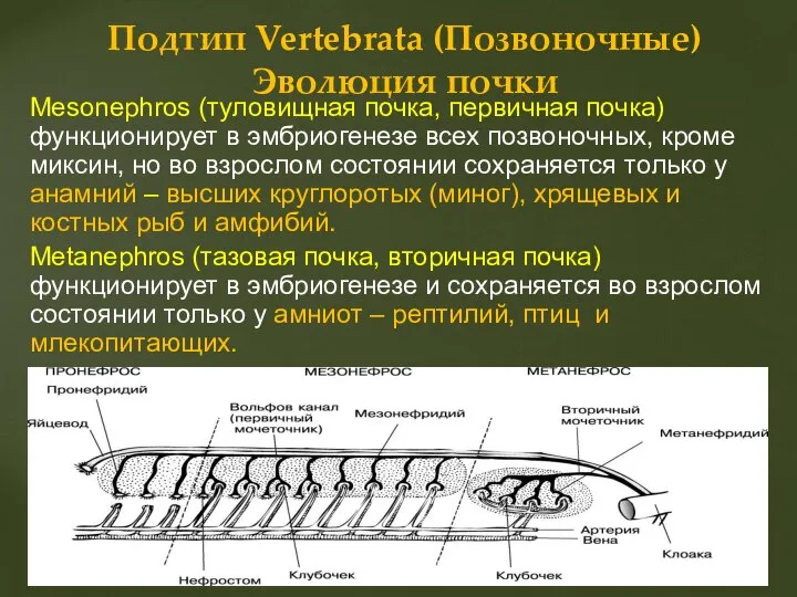 Mesonephros (туловищная почка, первичная почка) функционирует в эмбриогенезе всех позвоночных, кроме