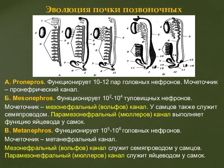 А. Pronepros. Функционирует 10-12 пар головных нефронов. Мочеточник – пронефрический канал.