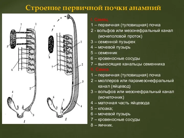 I. Cамец. 1 – первичная (туловищная) почка 2 - вольфов или