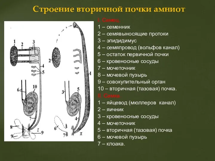 I. Cамец. 1 – семенник 2 – семявыносящие протоки 3 –