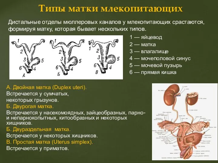 А. Двойная матка (Duplex uteri). Встречается у сумчатых, некоторых грызунов. Б.