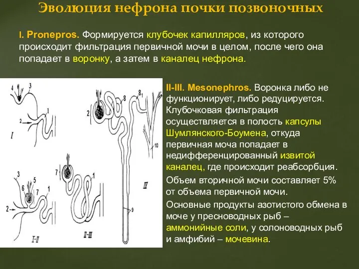 Эволюция нефрона почки позвоночных II-III. Mesonephros. Воронка либо не функционирует, либо