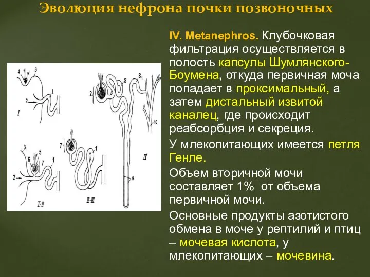 IV. Metanephros. Клубочковая фильтрация осуществляется в полость капсулы Шумлянского-Боумена, откуда первичная