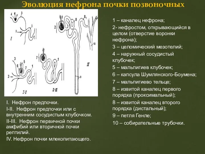1 – каналец нефрона; 2- нефростом, открывающийся в целом (отверстие воронки