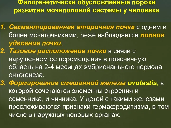 Филогенетически обусловленные пороки развития мочеполовой системы у человека Сегментированная вторичная почка