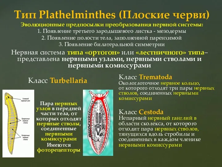 Класс Trematoda Окологлоточное нервное кольцо, от которого отходят три пары нервных