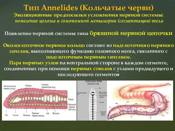 Тип Annelides (Кольчатые черви) Эволюционные предпосылки усложнения нервной системы: появление целома