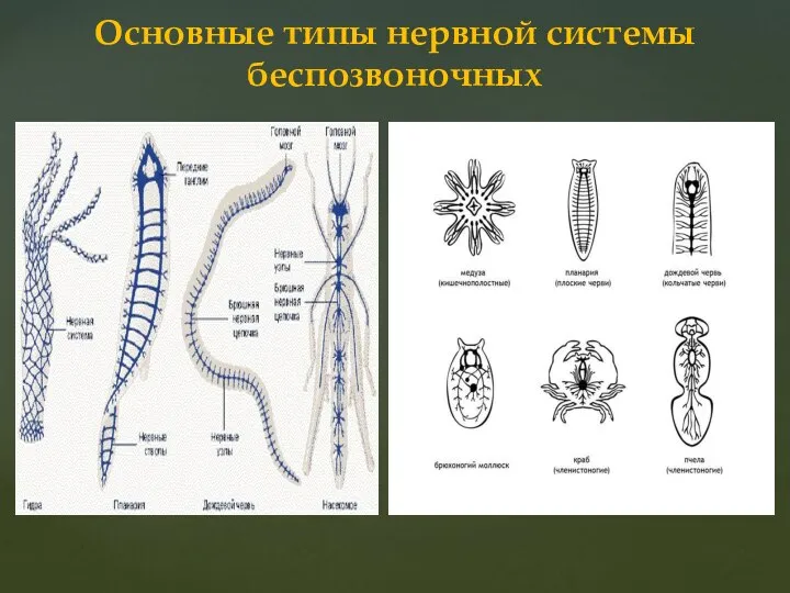 Основные типы нервной системы беспозвоночных