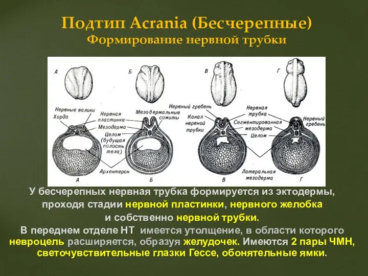 У бесчерепных нервная трубка формируется из эктодермы, проходя стадии нервной пластинки,