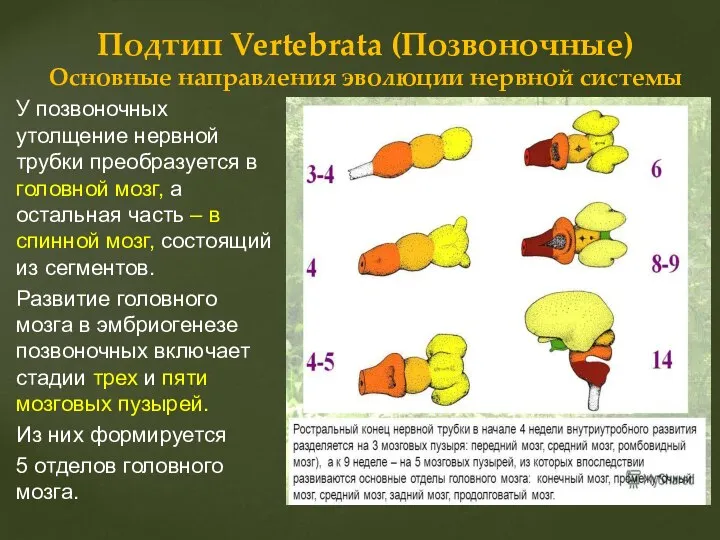 У позвоночных утолщение нервной трубки преобразуется в головной мозг, а остальная