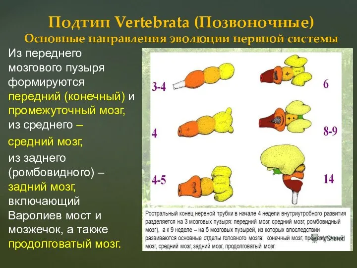 Из переднего мозгового пузыря формируются передний (конечный) и промежуточный мозг, из