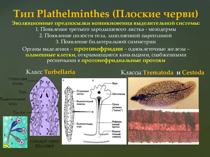 Классы Trematoda и Cestoda Тип Рlathelminthes (Плоские черви) Эволюционные предпосылки возникновения