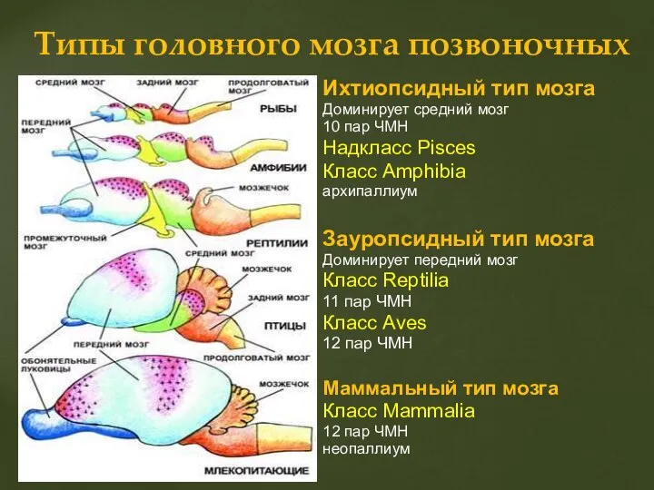 Ихтиопсидный тип мозга Доминирует средний мозг 10 пар ЧМН Надкласс Pisces