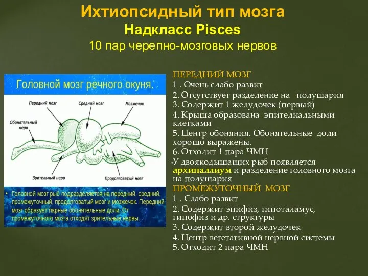 ПЕРЕДНИЙ МОЗГ 1 . Очень слабо развит 2. Отсутствует разделение на