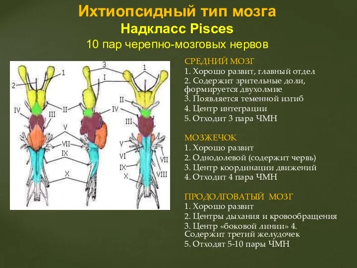 СРЕДНИЙ МОЗГ 1. Хорошо развит, главный отдел 2. Содержит зрительные доли,