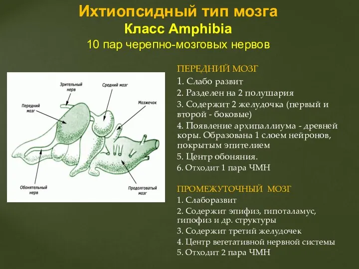 ПЕРЕДНИЙ МОЗГ 1. Слабо развит 2. Разделен на 2 полушария 3.