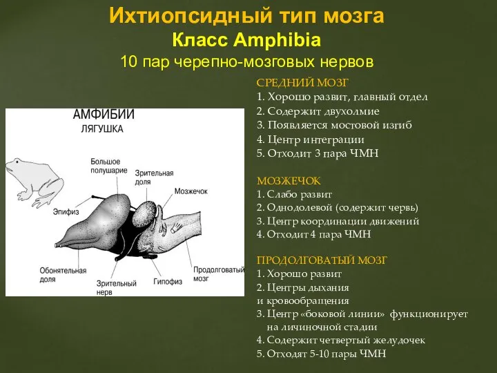 СРЕДНИЙ МОЗГ 1. Хорошо развит, главный отдел 2. Содержит двухолмие 3.