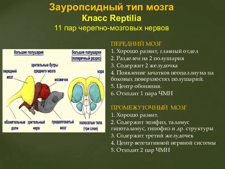 ПЕРЕДНИЙ МОЗГ 1. Хорошо развит, главный отдел 2. Разделен на 2