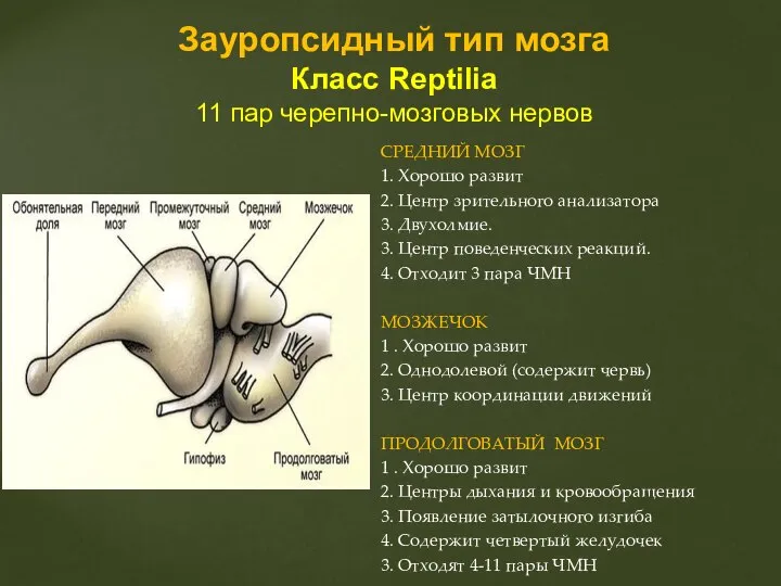 СРЕДНИЙ МОЗГ 1. Хорошо развит 2. Центр зрительного анализатора 3. Двухолмие.