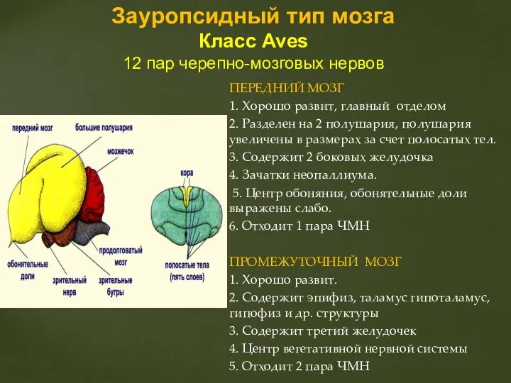 ПЕРЕДНИЙ МОЗГ 1. Хорошо развит, главный отделом 2. Разделен на 2