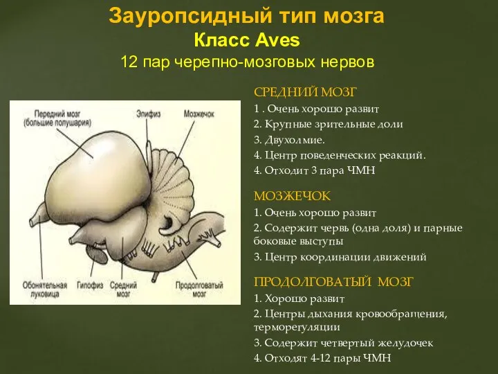 СРЕДНИЙ МОЗГ 1 . Очень хорошо развит 2. Крупные зрительные доли