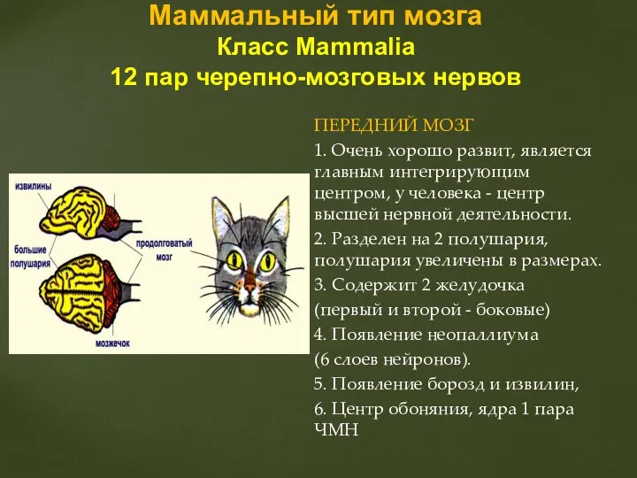 ПЕРЕДНИЙ МОЗГ 1. Очень хорошо развит, является главным интегрирующим центром, у