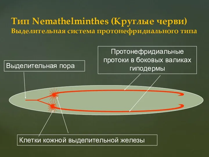 Тип Nеmathelminthes (Круглые черви) Выделительная система протонефридиального типа