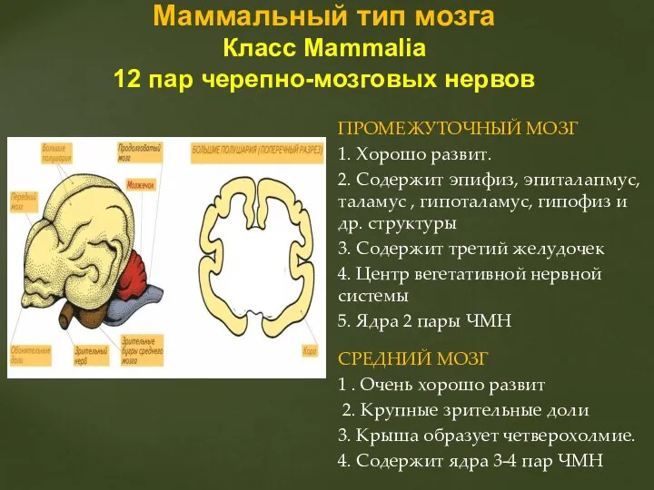 Маммальный тип мозга Класс Mammalia 12 пар черепно-мозговых нервов ПРОМЕЖУТОЧНЫЙ МОЗГ