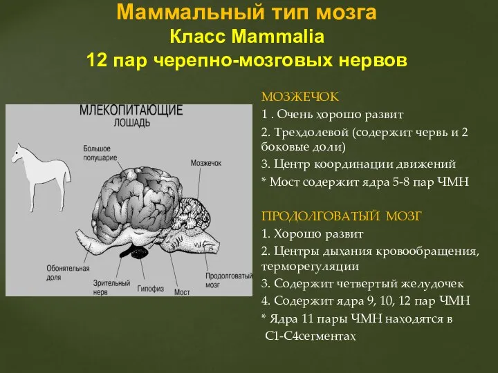 МОЗЖЕЧОК 1 . Очень хорошо развит 2. Трехдолевой (содержит червь и