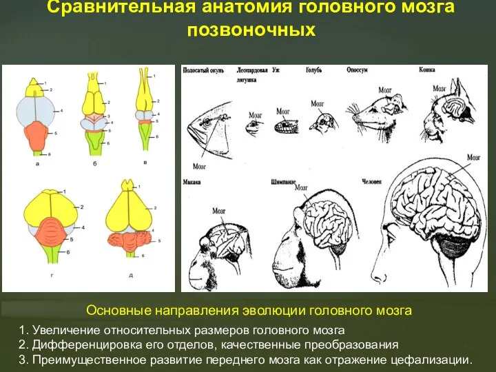 Сравнительная анатомия головного мозга позвоночных Основные направления эволюции головного мозга 1.