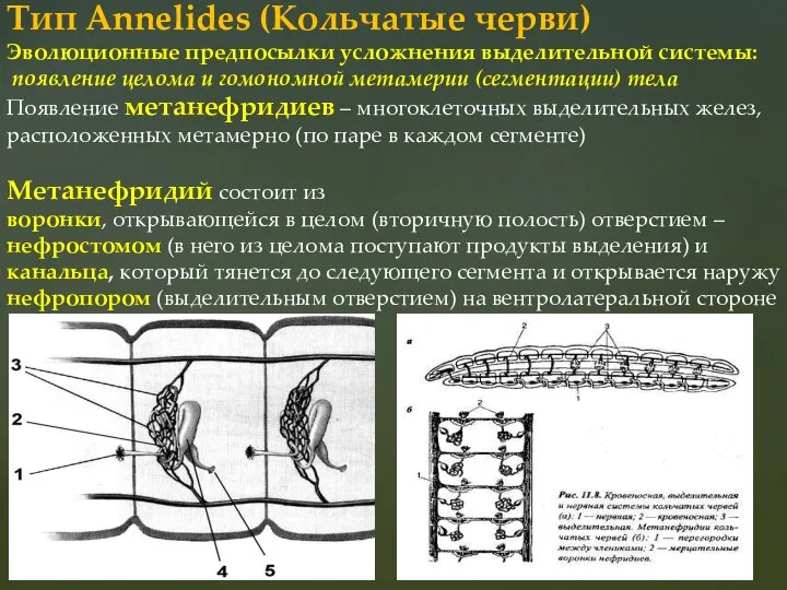Тип Annelides (Кольчатые черви) Эволюционные предпосылки усложнения выделительной системы: появление целома