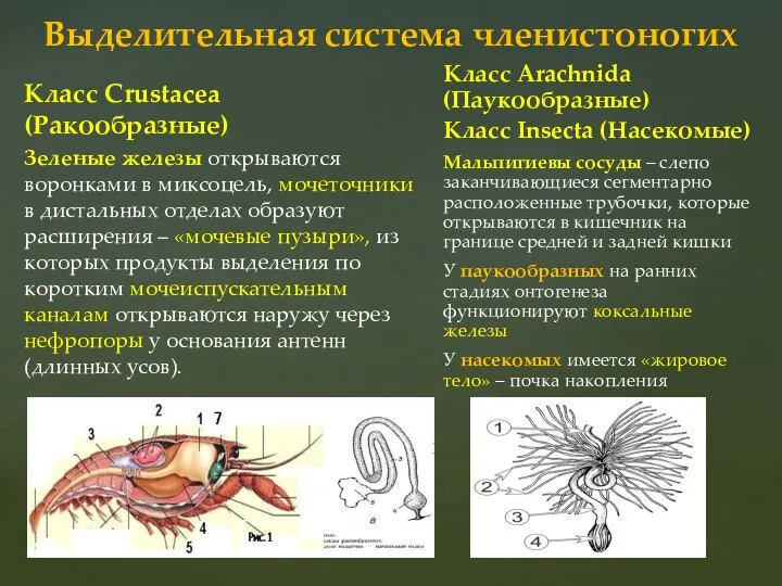 Выделительная система членистоногих Класс Crustacea (Ракообразные) Зеленые железы открываются воронками в