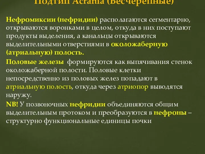 Нефромиксии (нефридии) располагаются сегментарно, открываются воронками в целом, откуда в них