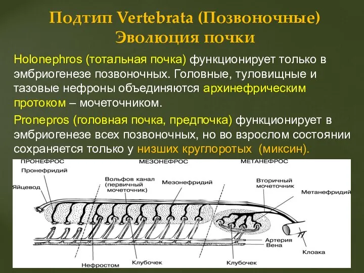 Holonephros (тотальная почка) функционирует только в эмбриогенезе позвоночных. Головные, туловищные и