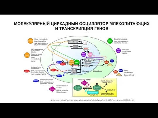 МОЛЕКУЛЯРНЫЙ ЦИРКАДНЫЙ ОСЦИЛЛЯТОР МЛЕКОПИТАЮЩИХ И ТРАНСКРИПЦИЯ ГЕНОВ Источник: https://journals.plos.org/plosgenetics/article/figure?id=10.1371/journal.pgen.1000040.g001