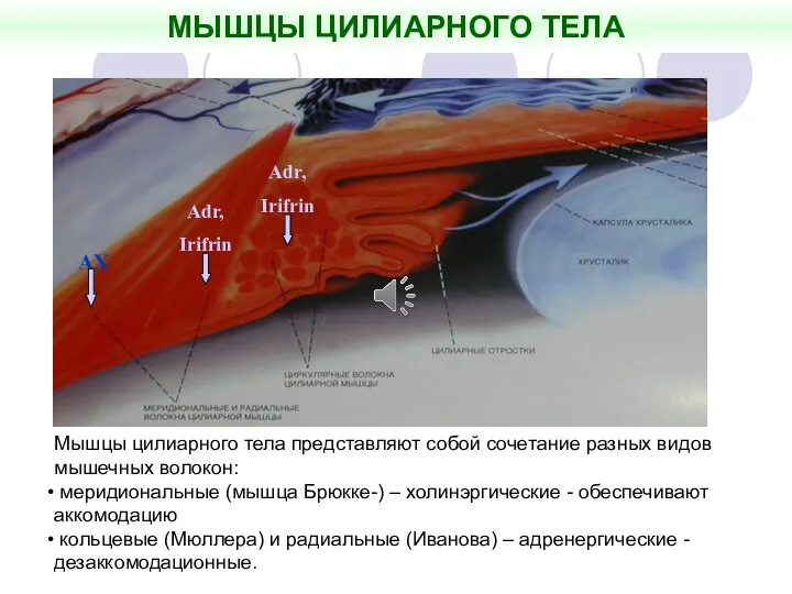 Мышцы цилиарного тела представляют собой сочетание разных видов мышечных волокон: меридиональные