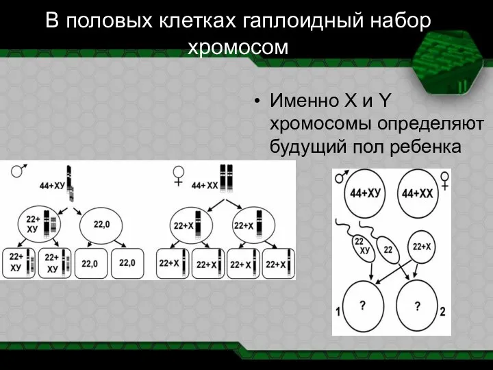 В половых клетках гаплоидный набор хромосом Именно X и Y хромосомы определяют будущий пол ребенка