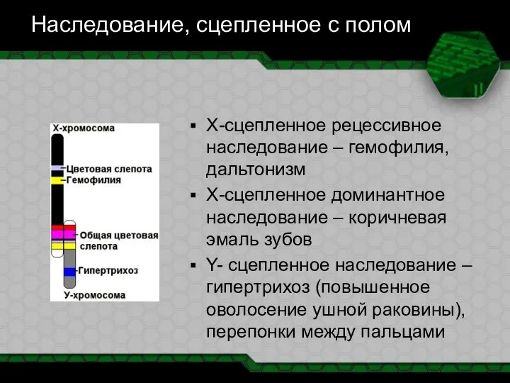 Наследование, сцепленное с полом X-сцепленное рецессивное наследование – гемофилия, дальтонизм X-сцепленное