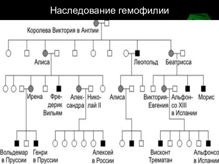 Наследование гемофилии