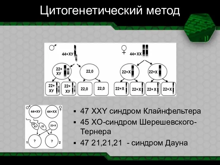 Цитогенетический метод 47 XXY синдром Клайнфельтера 45 XO-синдром Шерешевского-Тернера 47 21,21,21 - синдром Дауна