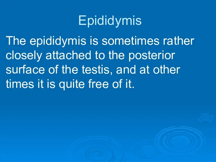 Epididymis The epididymis is sometimes rather closely attached to the posterior