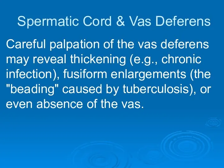 Spermatic Cord & Vas Deferens Careful palpation of the vas deferens
