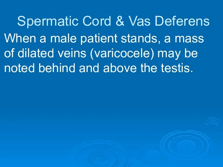 Spermatic Cord & Vas Deferens When a male patient stands, a