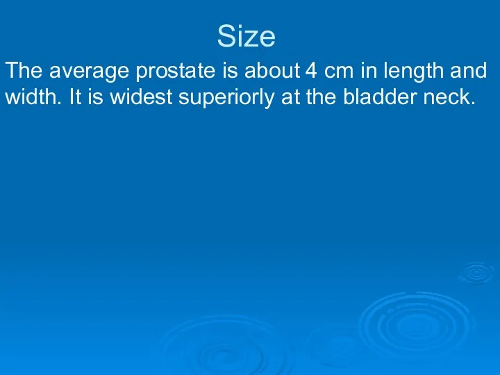 Size The average prostate is about 4 cm in length and