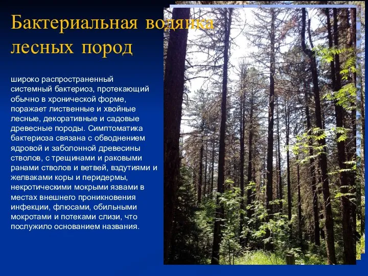 широко распространенный системный бактериоз, протекающий обычно в хронической форме, поражает лиственные