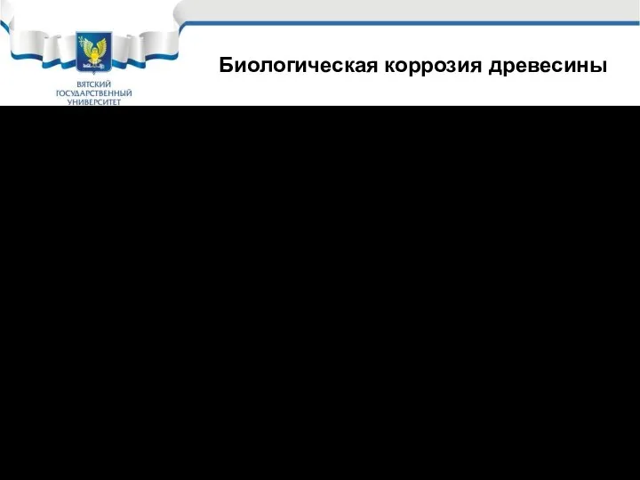 Биологическая коррозия древесины Первая стадия гниения – осахаривание древесины: С6Н10О5 +