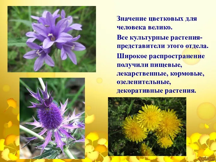 Значение цветковых для человека велико. Все культурные растения- представители этого отдела.