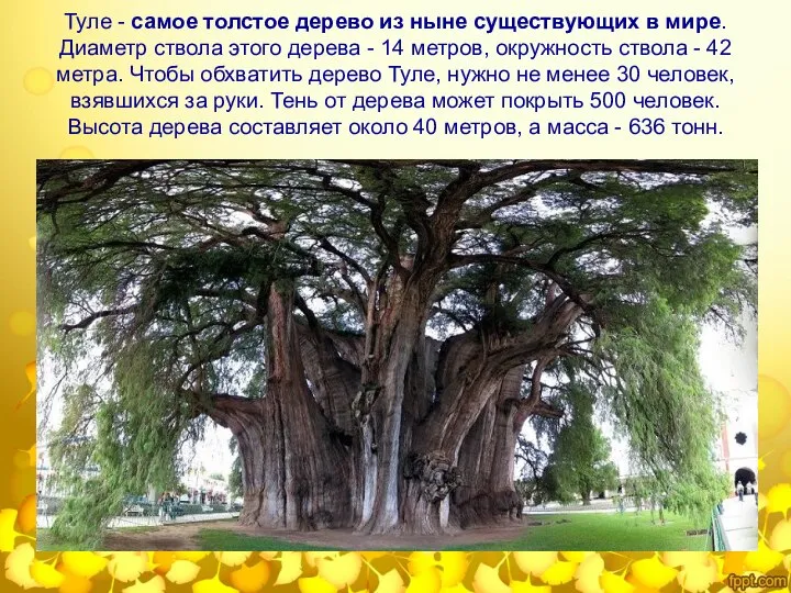 Туле - самое толстое дерево из ныне существующих в мире. Диаметр